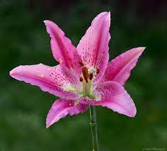 Angiosperms are the plants with the most complex reproductive system: Angiosperm Ck 12 Foundation