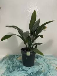 Image result for Kořenokvětka Aspidistra
