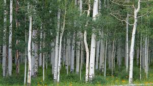 Birch Trees In Colorado Aspen Grove Miller Mesa Colorado Wallpapers And Stock Photos Disenos De Unas