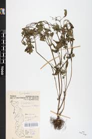 Image result for Platostoma africanum