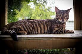 Maybe you would like to learn more about one of these? Toygers Www Korucats Nz Com