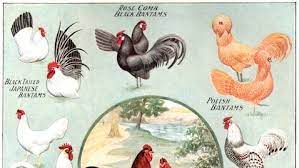 A bird that was very similar to a chicken, but not actually a . The Etymology Of Chicken Cock And Other Fowl Words Bon Appetit