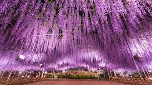 Flowers in season sydney january. The Most Beautiful Spring Flowers In Tokyo And Where To See Them Time Out Tokyo