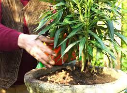 We did not find results for: Comment Reussir La Plantation Du Laurier Rose En Pot