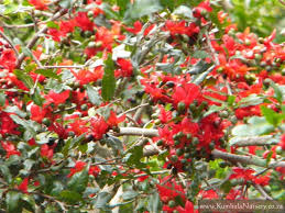 Image result for Ochna ovata