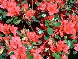 What S The Difference Between Rhododendrons And Azaleas Azalea Shrub Garden Shrubs Azaleas Care