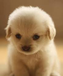 Things that make you go aww! Squeesoft Pup Cute Animals Fluffy Animals Cute Dogs