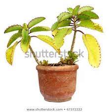 Pin On Kalanchoe Pinnata Benefits