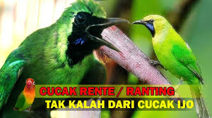 Check spelling or type a new query. Burung Cucak Rante Suaranya Tak Kalah Merdu Dibanding Cucak Ijo Youtube