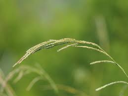 Image result for Paspalum urvillei