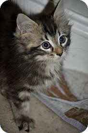 If you adopt a kitten that has long hair, your kitten is going to require more grooming than a short hair cat. New Smyrna Beach Fl Domestic Longhair Meet Rusty 6 Weeks Old Free A Pet For Adoption