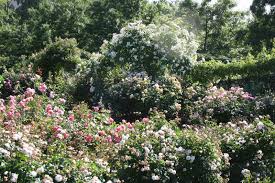 Rose Garden But A Garden This Size Presents Plus Sized Challenges Especially When Garden Journal Rose Garden Modern Garden