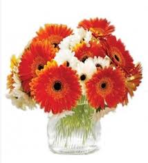 Maybe you would like to learn more about one of these? Orange White 12 Orange And White Gerbera Flowers In A Vase Id 18743332588