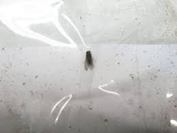Fungus Gnats Doityourself Com Community Forums