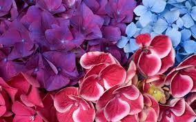Red and blue flowers background. Wallpaper Red And Blue Flowers 1920x1200 Hd Picture Image