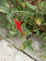 Image result for Dicliptera sericea