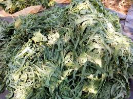 Image result for Launaea cornuta