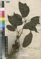 Image result for Astropanax barteri