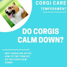 At what age will my aussie calm down? Do Corgis Ever Calm Down How To Calm Your Puppy Down Corgi Adoption