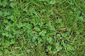 Maybe you would like to learn more about one of these? Common Weed Series All About Clover Weeds Houseman Pest