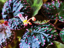 Image result for Begonia oxyloba