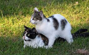 Maybe you would like to learn more about one of these? L Accouplement Chez Le Chat Quand Et Comment