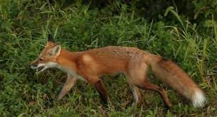 Maybe you would like to learn more about one of these? 9 Illinois Critters That Could Be Lurking In Your Backyard Huffpost
