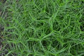 Image result for Carex brassii