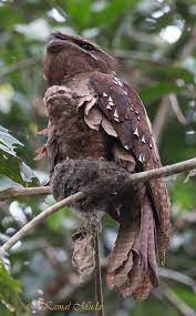 Auritus is the largest asian frogmouth and possibly. South East Asia Birds Malaysia Birds Paradise Large Frogmouth