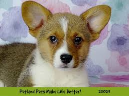 Our breeding program is to maintain. Pembroke Welsh Corgi Dog Male Red And White 2641618 Petland Pets Puppies Chicago Illinois