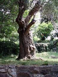 Stara Maslina Is One Of The World S Oldest Olive Trees Located Near Stari Bar City Of Bar In Montenegro The Tree Is Said To Be Over 2 000 Years Old