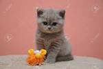 British shorthair baby