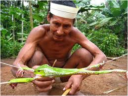 Tree snake catches green tree frog in daintree rainforest. Science And Magic From A Giant Amazon Treefrog National Geographic Society Newsroom