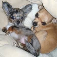 Maybe you would like to learn more about one of these? Chihuahua Dog Breed Information And Pictures