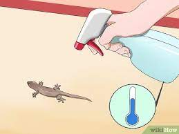 3 Ways To Catch A Lizard Without Using Your Hands Wikihow