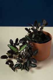 Image result for Pellaea doniana