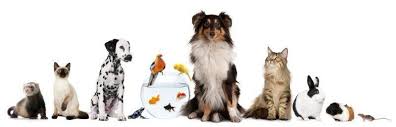Check spelling or type a new query. Top Dog Pet Care Services