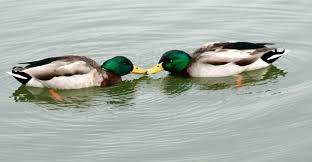 Why is gay sex more perfectly designed for pleasure than straight sex? Homosexual Behavior In Animals Wikipedia