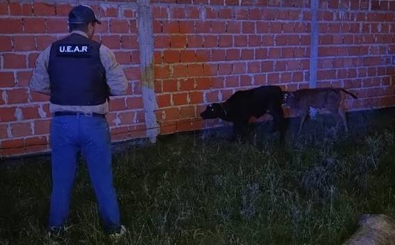Atraparon a dos hombres y secuestraron un camión y dos terneros en Nueva  Italia - Diario La Mañana