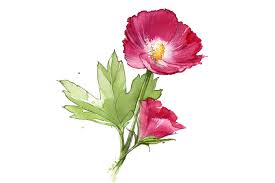 Texas Wildflower Identification ...