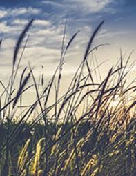 South Naperville IL Mortuary: Obituaries & Guest Book