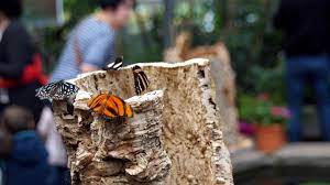 Es gibt auch gewächshäuser mit tropischen pflanzen und schmetterlingen. Augsburg Botanischer Garten Die Schmetterlinge Sind Wieder Da Augsburger Allgemeine