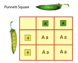 We did not find results for: How Are Punnett Squares Used In Genetics Quora