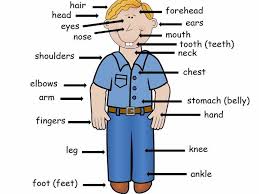 The organ in the chest that sends blood around the body, usually on the left in humans. Body Parts Interactive Presentation Spelling Game Teaching Resources