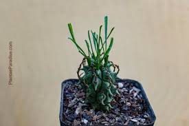Image result for Euphorbia dolichoceras