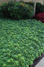 Order today with free shipping. Green Sheen Japanese Spurge Pachysandra Terminalis Green Sheen In Wilmette Chicago Evanston Glenview Skokie Winnetka Illinois Il At Chalet Nursery
