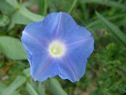 Image result for Ipomoea vernalis