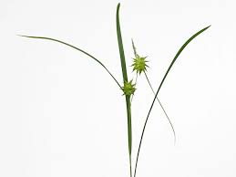 Image result for Carex mannii