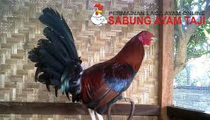Bagi pecinta ayam tentunya jenis ayam peru ini sudah tidak asing lagi karena peru telah menjadi ayam sabung paling bagus sekarang. Ciri Ciri Ayam Aduan Peru Dan Kualitasnya Sabung Ayam Online Peru Ayam