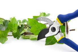 Entscheidende bauliche veraenderungen auf dem balkon vorgenommen, zb. Ist Efeu Winterhart So Kann Es Uberwintern